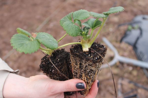 Planting & Pruning Image