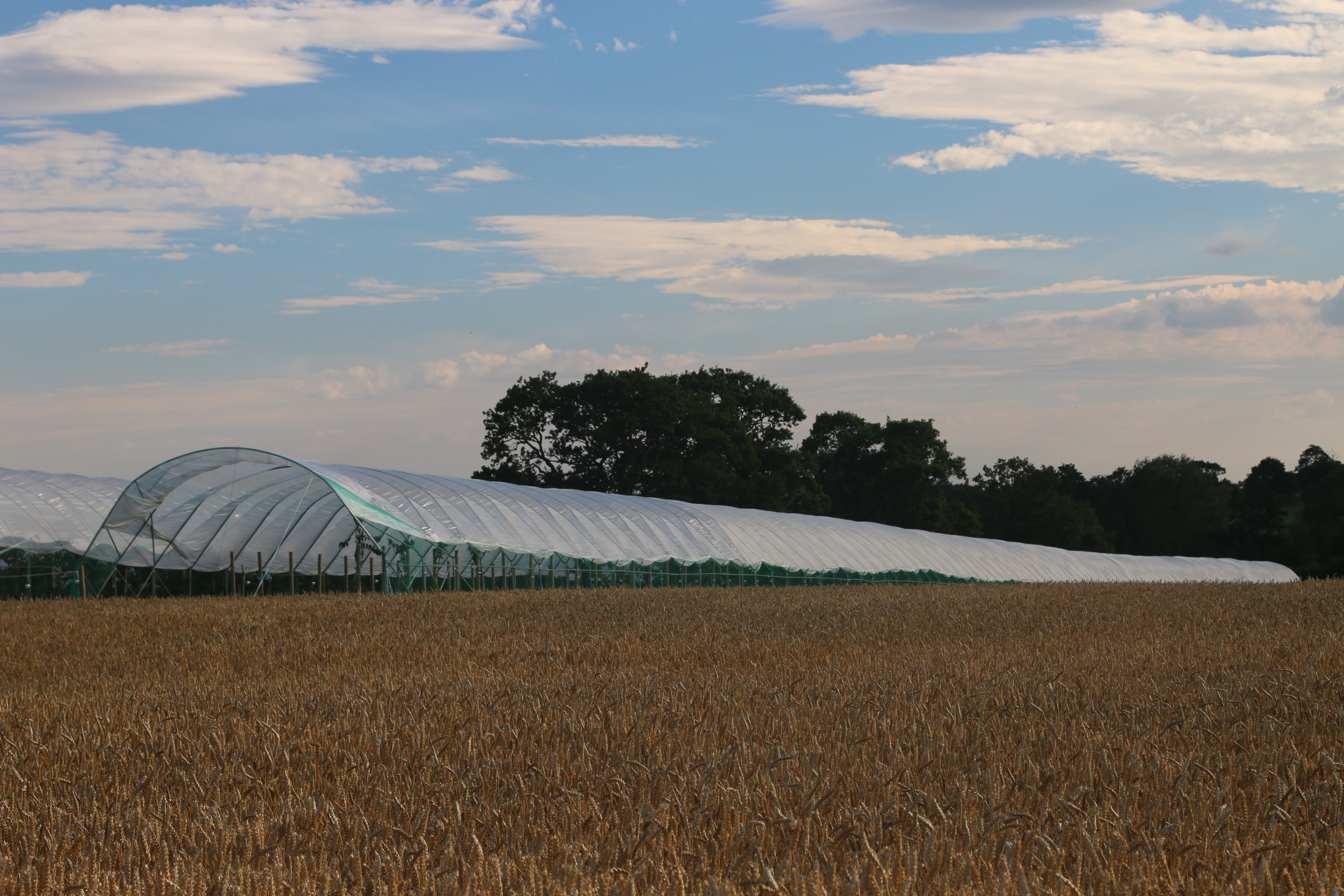 Polytunnels Image